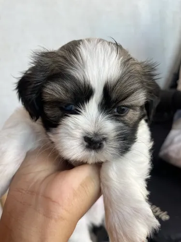 Filhote de Shih tzu