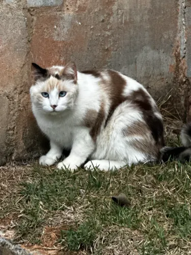 Gatinha para doação