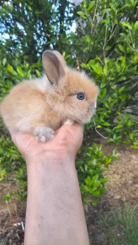 Filhotes de mini coelhos 