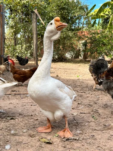 Casal de Ganso Africano Branco