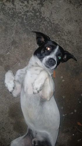 Cachorros 