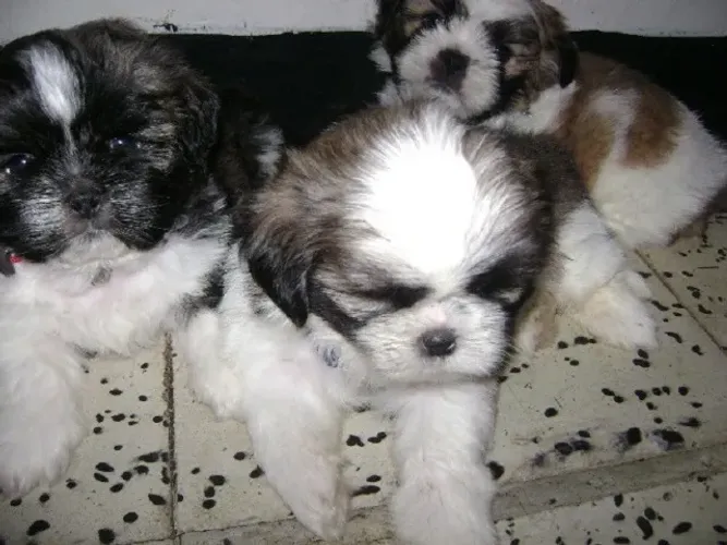 poodle x shitzu Corra para garantir o seu filhote. chama 9 9751.6491