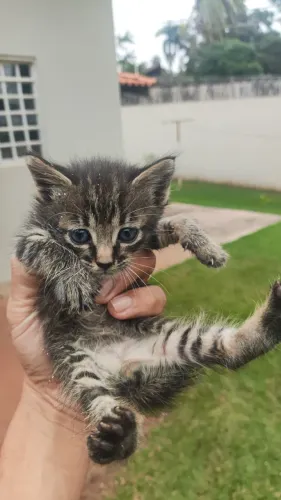 Doação de gatos