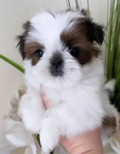 Filhotes de Shih Tzu | O charme que faltava na sua casa.
