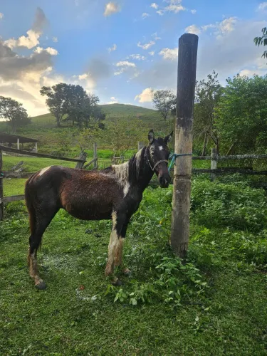 Potro pampa de preto