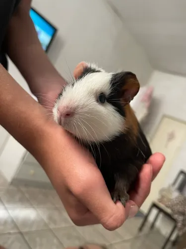 Porquinho da índia macho