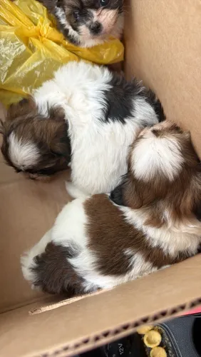 Shih tzu 