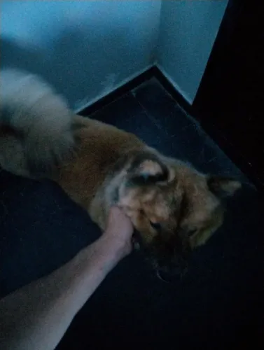 Chow chow no AP não rola