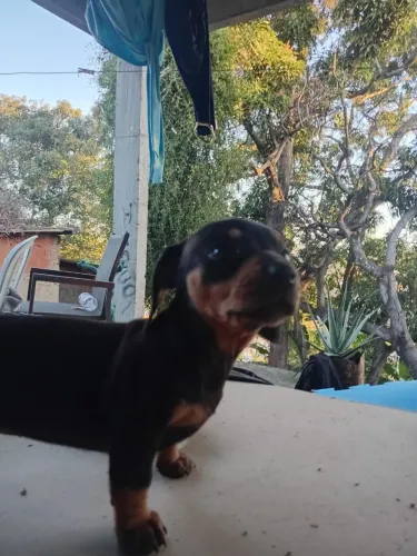 Vendo filhotes Pincher misturado com basset