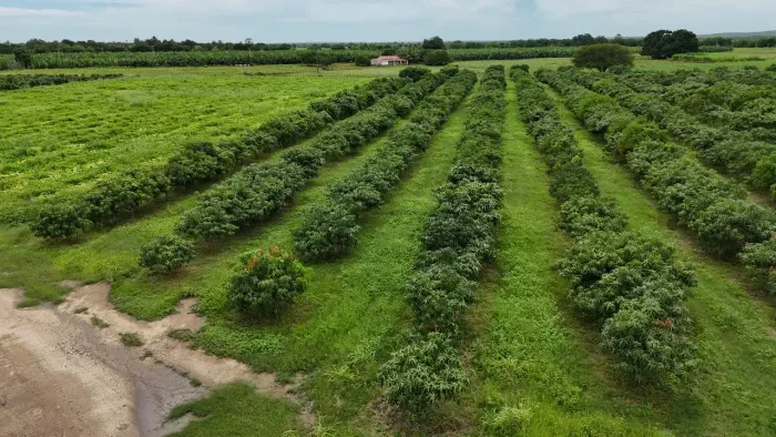 fazenda com 62 hectares em assu com plantação de manga e pitaia um luxo de fazenda