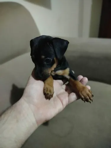 Pinscher macho 0/1