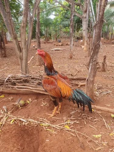 Galo indio 