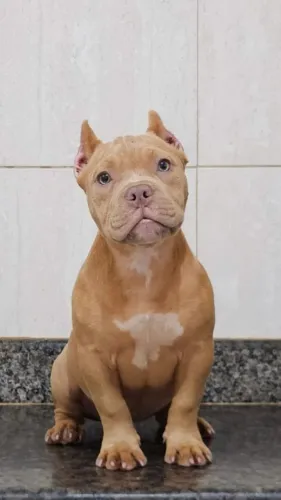 Fêmea American Bully