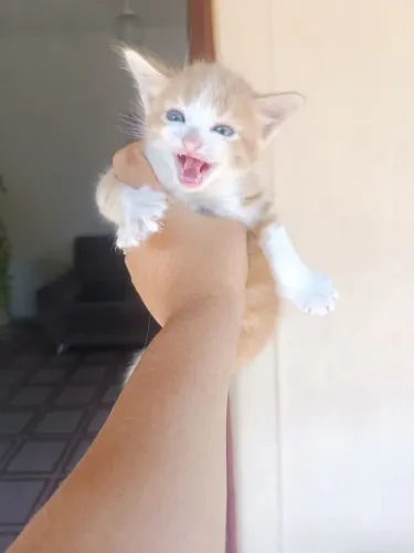 Gatos Filhotes para adoção