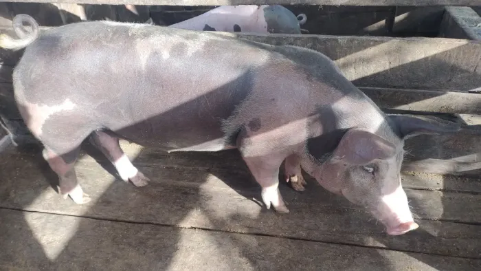 Pietrain x duroc 
