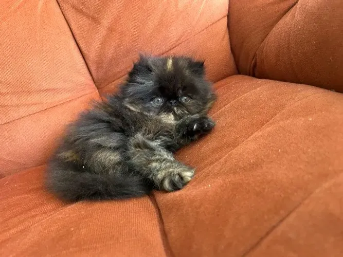 Gato persa