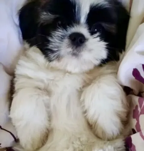Shitzu Mini