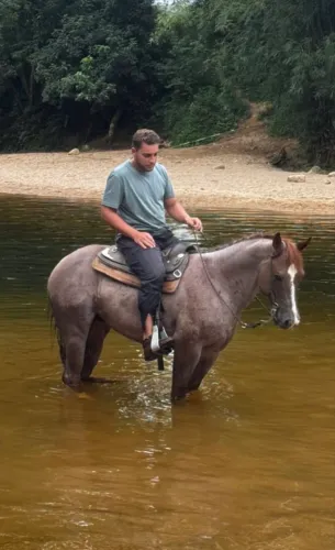 Cavalo Rosilho QM
