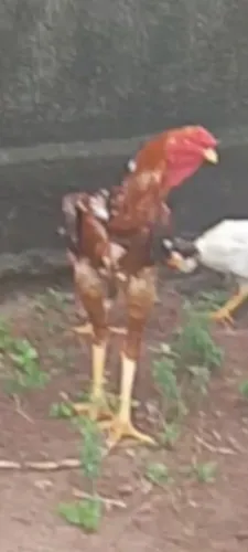 01 frango índio gigante,,e 02 frangas polacas gigantes.