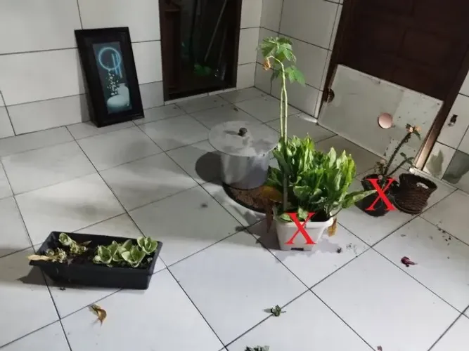 Lote de Plantas Ornamentais e Vasos - Diversas