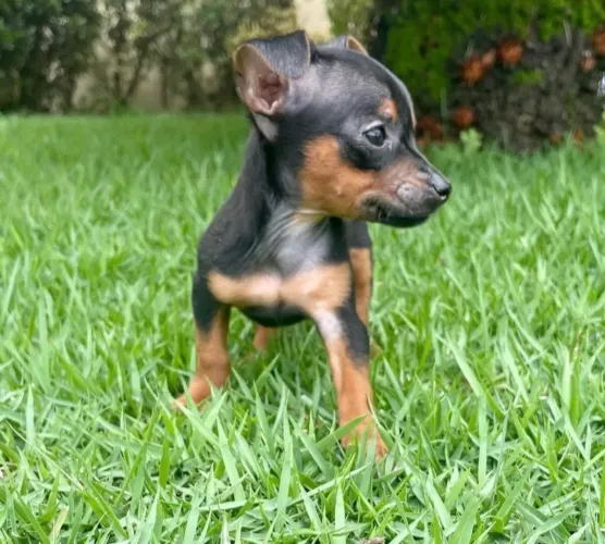 * Pinscher pequenos babys
