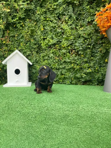 Filhote Dachshund Salsicha 
