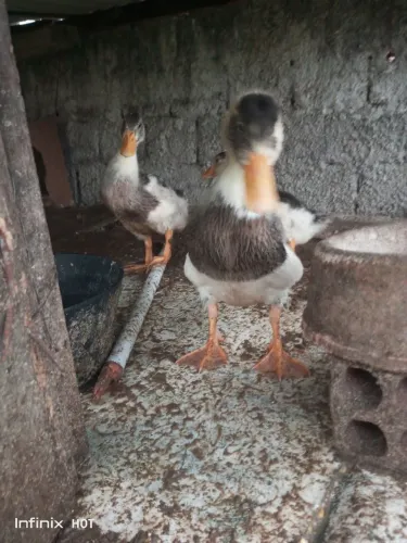 Vendo cinco marreco com 3 meses a 250