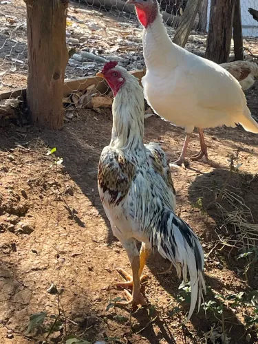 Galo índio