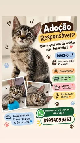 Gatinho para adoção macho