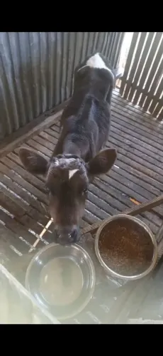 Bezerros