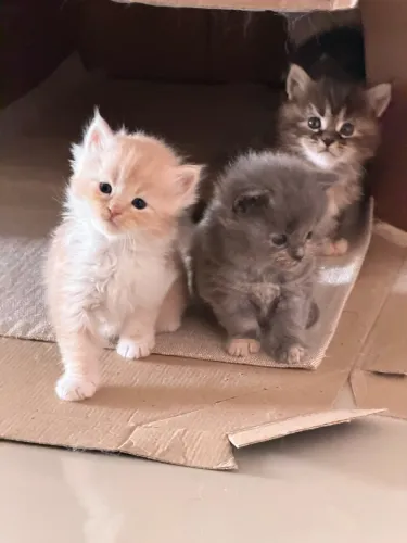 Ninhada de Maine Coon disponível
