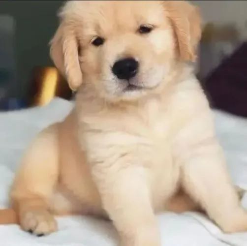 Filhote de Golden Retriever Com Um Jeito Encantador Para Sua Família