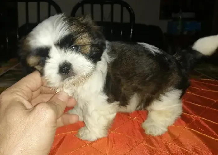 Lhasa Apso,Lhasa Apso Filhote Disponível Alta Qualidade