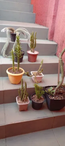 Vendendo meus cactos por falta espaço 