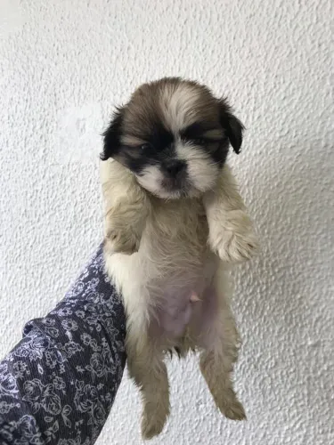 Compre seu Shih Tzu com Contrato e Garantias Veterinárias