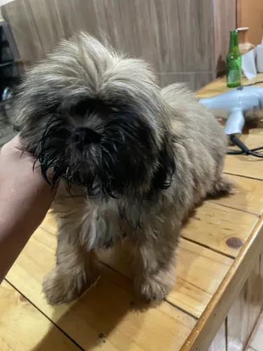 Filhote de shih tzu