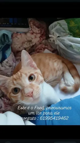 Gato macho para doação 