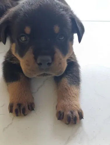 cachorro hottweiler