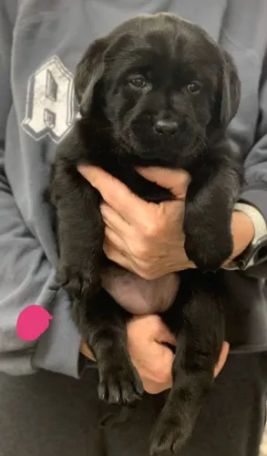 Filhotes de Labrador | Filhotes sorridentes!