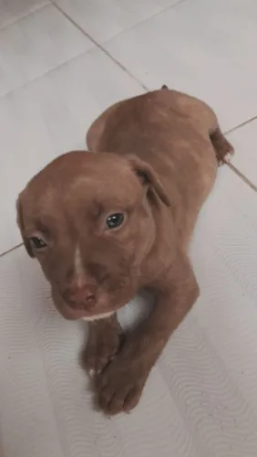 Vendo ou Troco Pit Bull Puro com pedigree