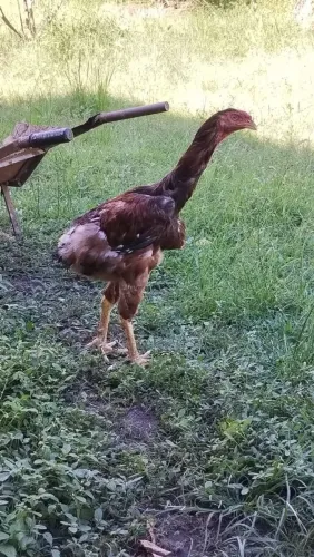 FRANGO ÍNDIO GIGANTE 