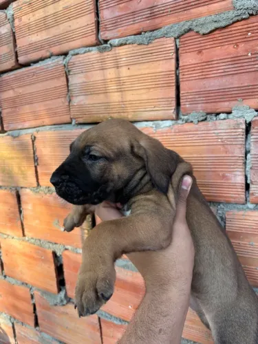 Filhote fêmea de fila Brasileiro