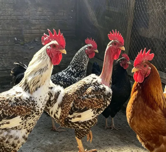 Galos