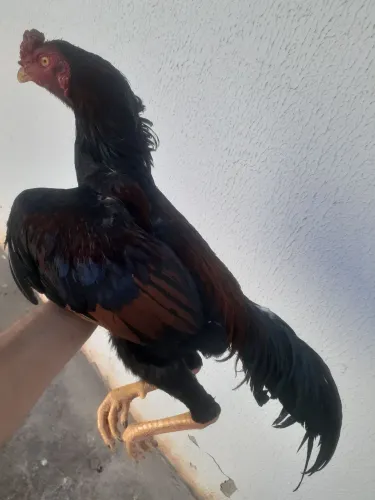 Frango índio 