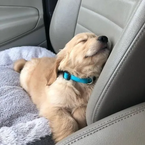 Golden Retriever Pequenas patas capazes de mudar grandes dias