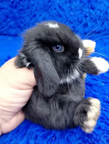 Mini coelho