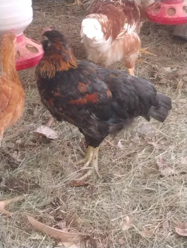 Frango de barba