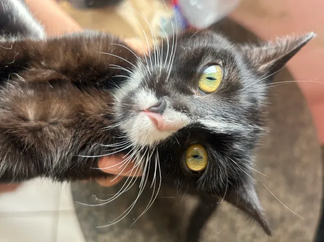Gatinhas para adoção com castração garantida