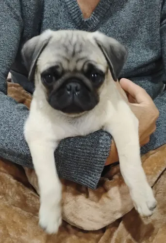 Pug