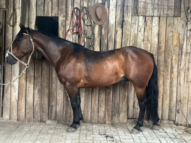 Vendo cavalo com documento (leia a descrição)